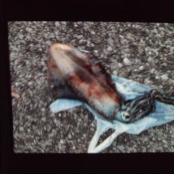 こかわ渡船　雅丸 釣果