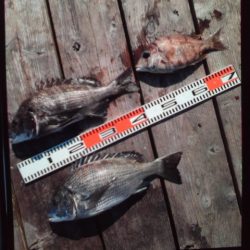 こかわ渡船　雅丸 釣果