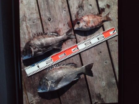 こかわ渡船　雅丸 釣果