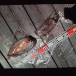 こかわ渡船　雅丸 釣果