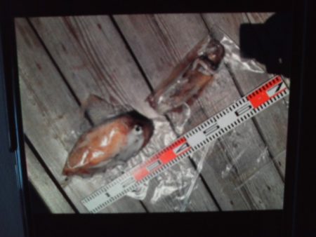 こかわ渡船　雅丸 釣果