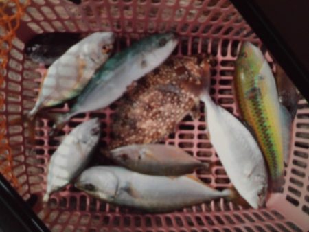 こかわ渡船　雅丸 釣果