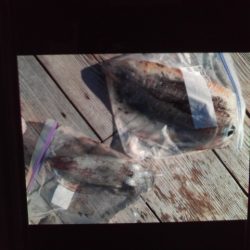 こかわ渡船　雅丸 釣果