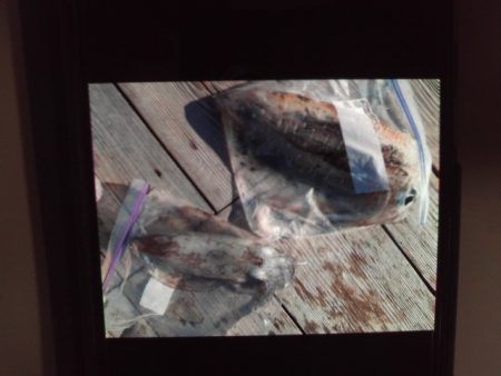 こかわ渡船　雅丸 釣果