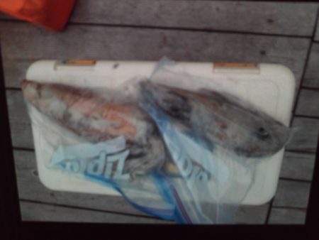 こかわ渡船　雅丸 釣果