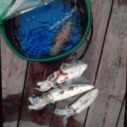 こかわ渡船　雅丸 釣果