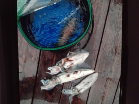 こかわ渡船　雅丸 釣果