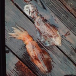 こかわ渡船　雅丸 釣果