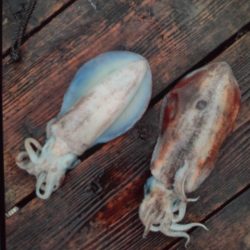 こかわ渡船　雅丸 釣果