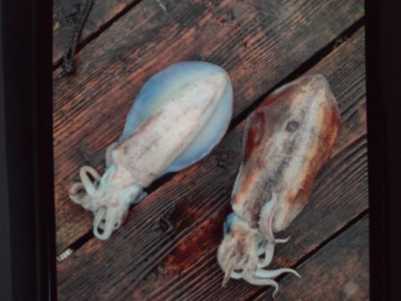 こかわ渡船　雅丸 釣果