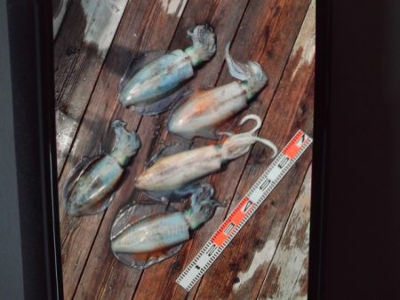 こかわ渡船　雅丸 釣果