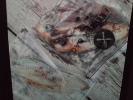 こかわ渡船　雅丸 釣果