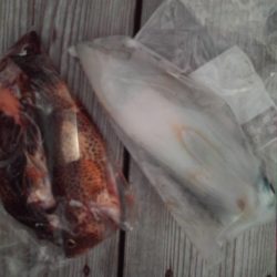 こかわ渡船　雅丸 釣果