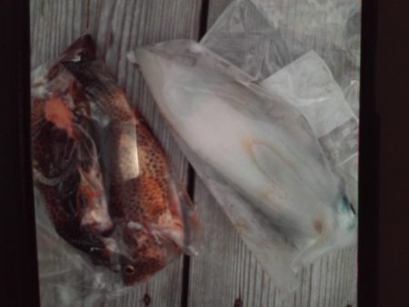 こかわ渡船　雅丸 釣果