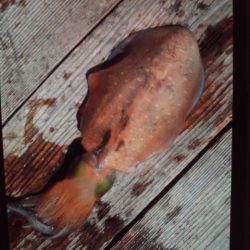 こかわ渡船　雅丸 釣果