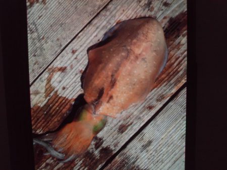 こかわ渡船　雅丸 釣果