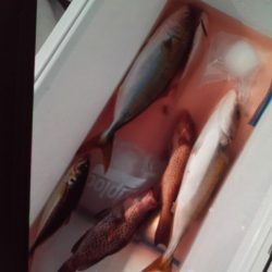 こかわ渡船　雅丸 釣果