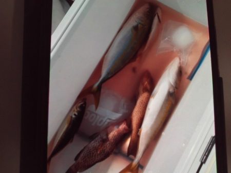 こかわ渡船　雅丸 釣果