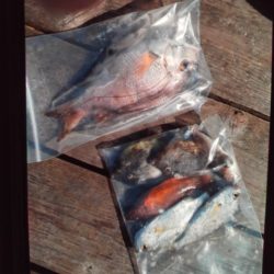 こかわ渡船　雅丸 釣果