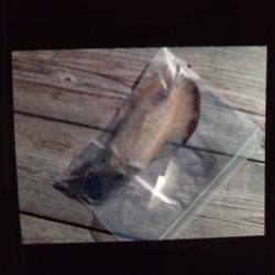 こかわ渡船　雅丸 釣果