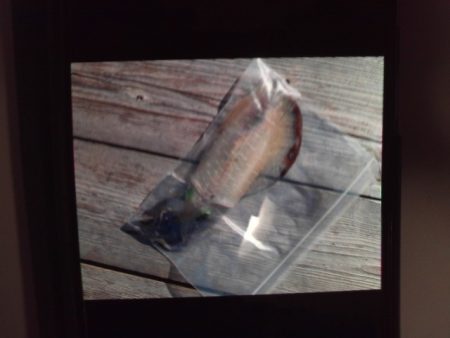 こかわ渡船　雅丸 釣果