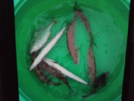 こかわ渡船　雅丸 釣果