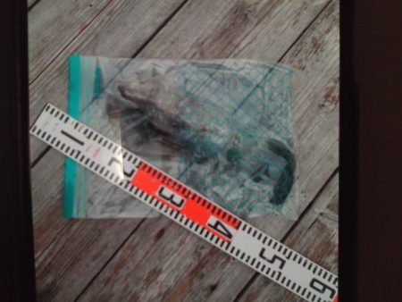 こかわ渡船　雅丸 釣果