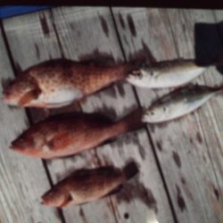 こかわ渡船　雅丸 釣果