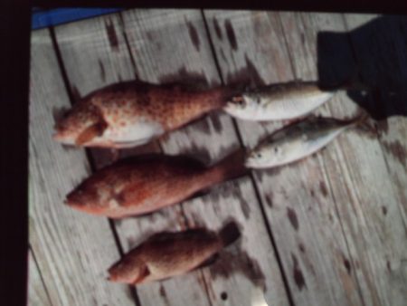 こかわ渡船　雅丸 釣果