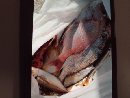 こかわ渡船　雅丸 釣果