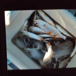 こかわ渡船　雅丸 釣果