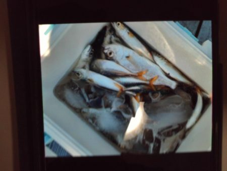 こかわ渡船　雅丸 釣果