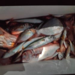 こかわ渡船　雅丸 釣果