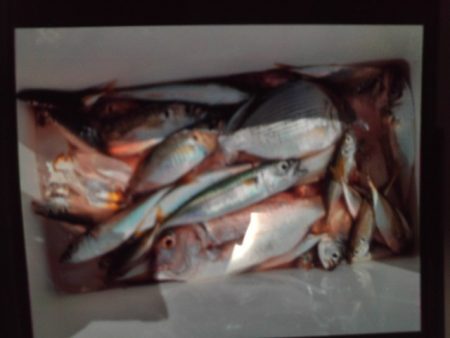 こかわ渡船　雅丸 釣果