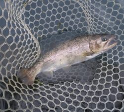 朝霞ガーデン 釣果