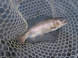 朝霞ガーデン 釣果