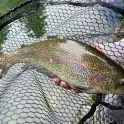 フィッシング サンクチュアリ 釣果