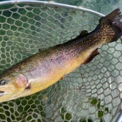 フィッシング サンクチュアリ 釣果