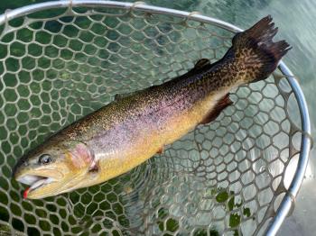 フィッシング サンクチュアリ 釣果