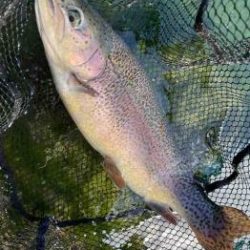 フィッシング サンクチュアリ 釣果