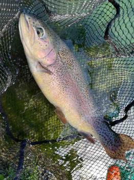 フィッシング サンクチュアリ 釣果