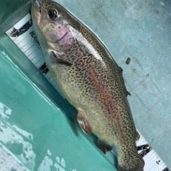 フィッシング サンクチュアリ 釣果