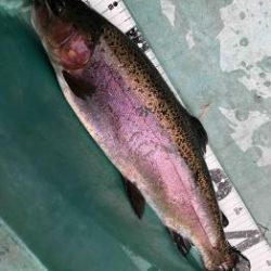 フィッシング サンクチュアリ 釣果