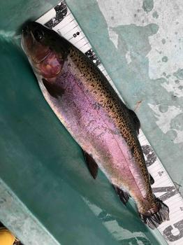 フィッシング サンクチュアリ 釣果