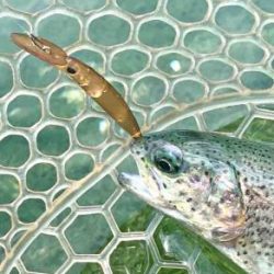 フィッシング サンクチュアリ 釣果