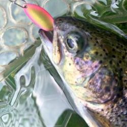 フィッシング サンクチュアリ 釣果