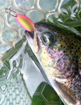 フィッシング サンクチュアリ 釣果