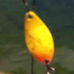 フィッシング サンクチュアリ 釣果