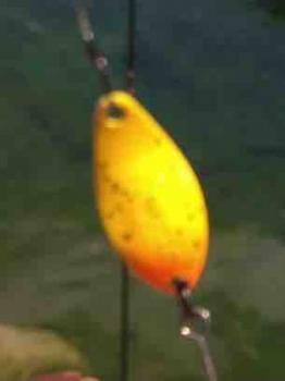 フィッシング サンクチュアリ 釣果