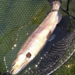 フィッシング サンクチュアリ 釣果